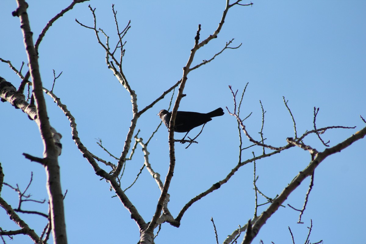 Brown-headed Cowbird - ML636064231