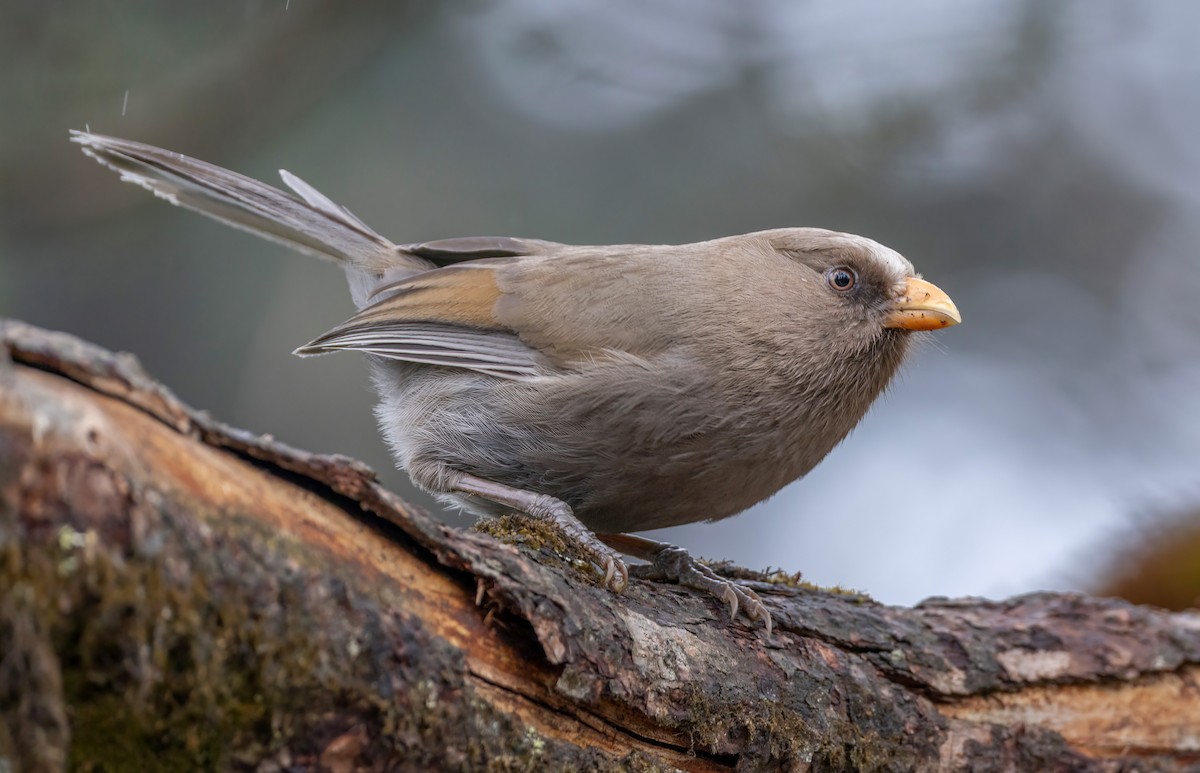 Great Parrotbill - ML636064237
