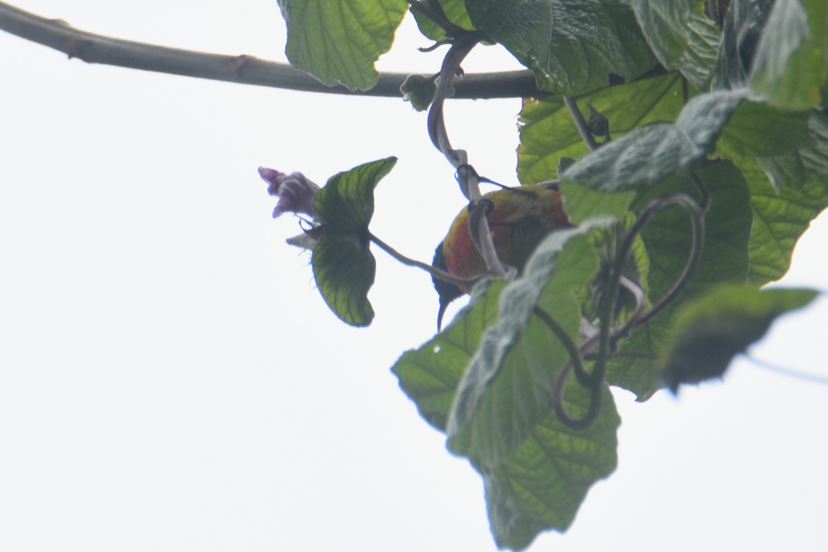 Regal Sunbird - ML636064294