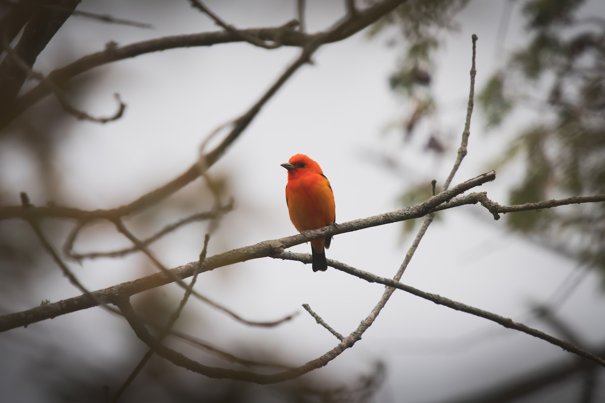 Scarlet Tanager - ML636064327