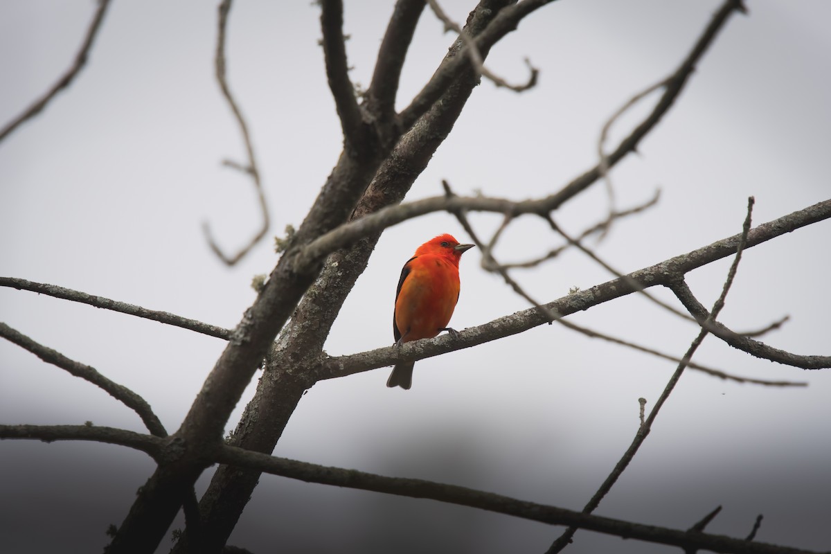 Scarlet Tanager - ML636064328