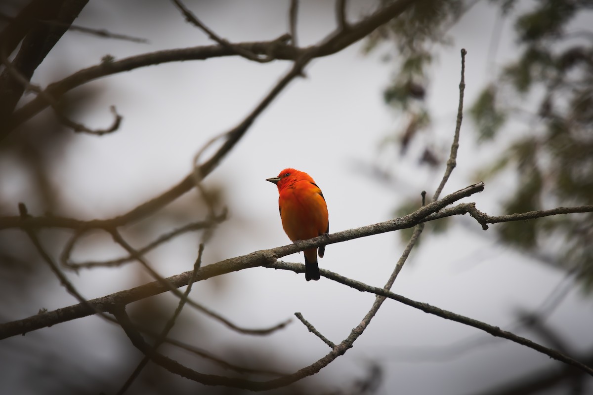 Scarlet Tanager - ML636064329