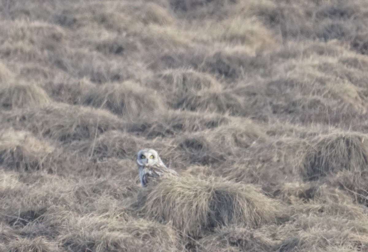 Short-eared Owl - ML636064335