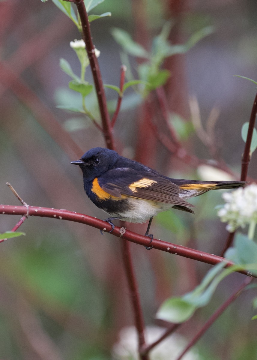 American Redstart - ML636064382