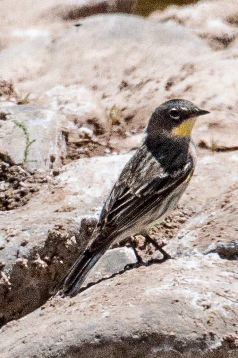 Yellow-rumped Warbler - ML636064410