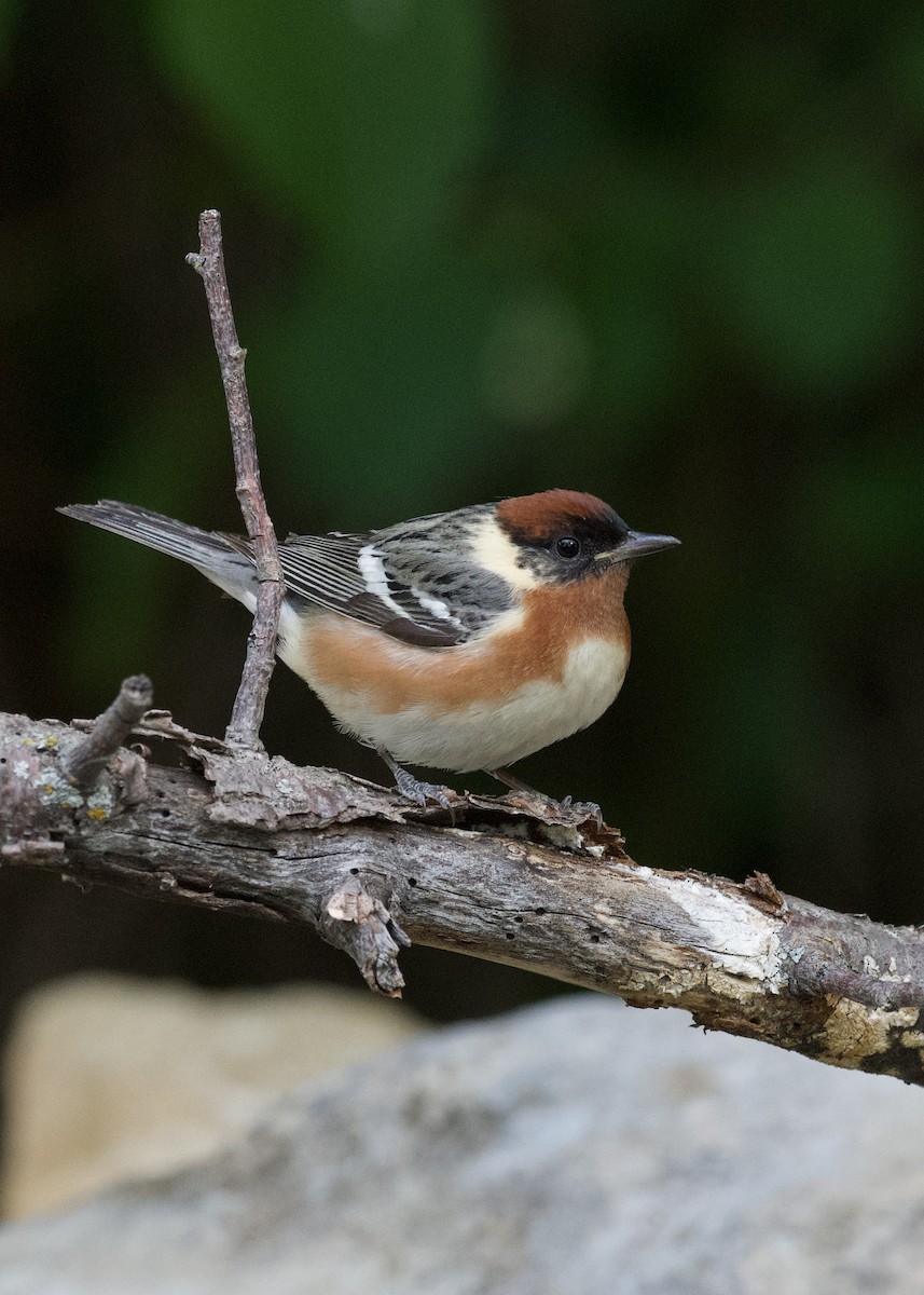 Bay-breasted Warbler - ML636064419