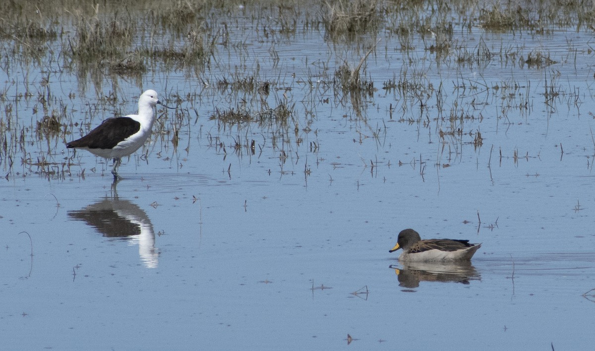 Andean Avocet - ML636064431