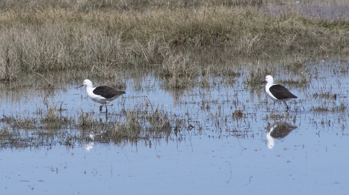 Andean Avocet - ML636064432
