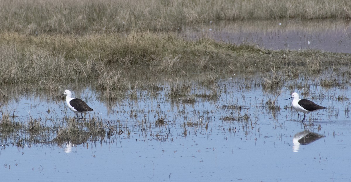 Andean Avocet - ML636064433