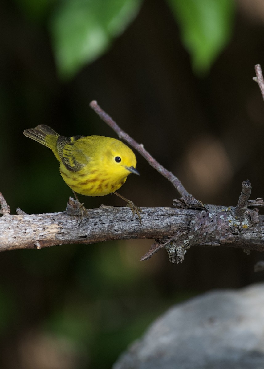 Northern Yellow Warbler - ML636064445