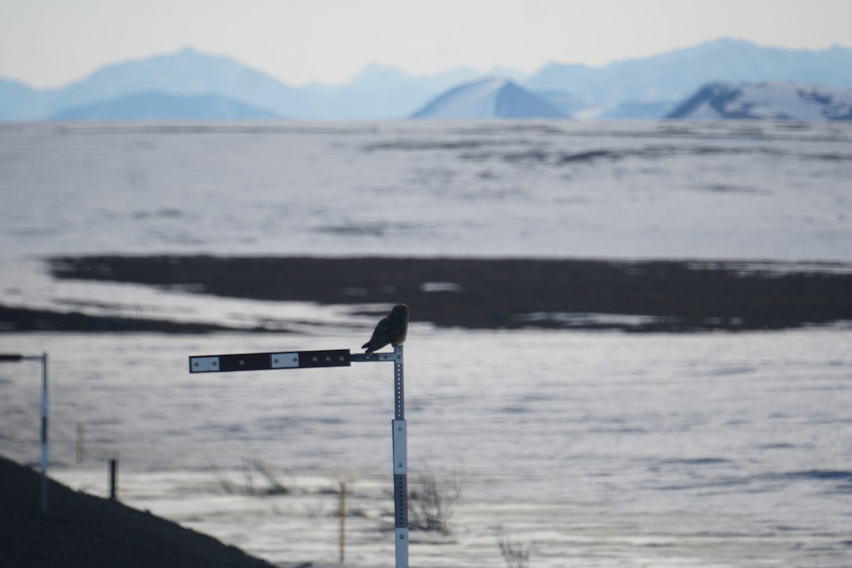 Short-eared Owl - ML636064446