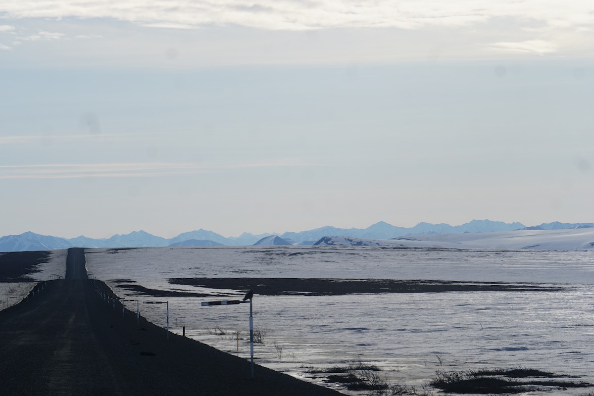 Short-eared Owl - ML636064447