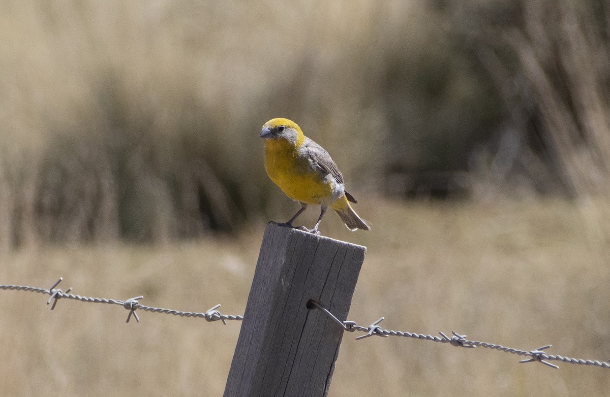 Bright-rumped Yellow-Finch - ML636064452