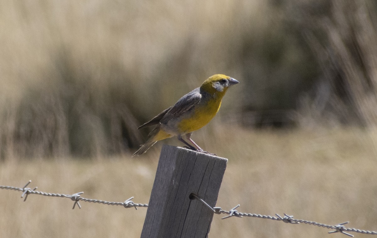 Bright-rumped Yellow-Finch - ML636064453
