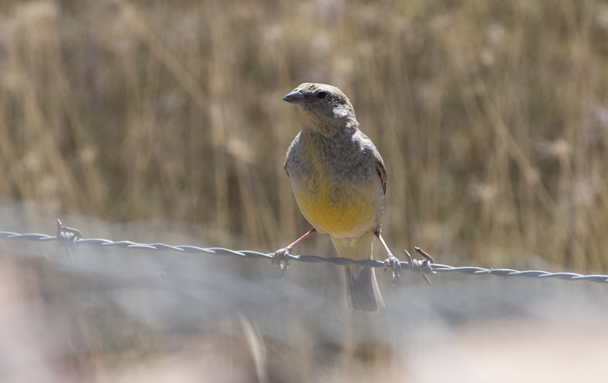 Bright-rumped Yellow-Finch - ML636064454