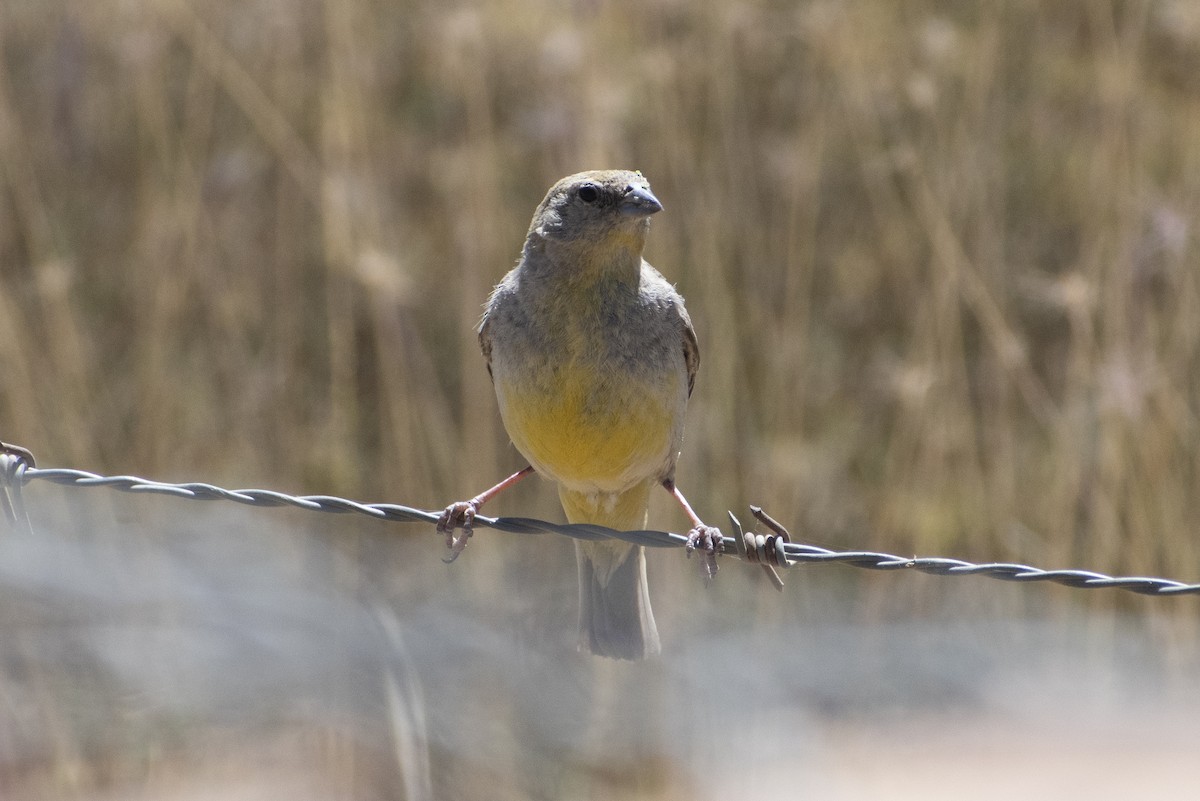 Bright-rumped Yellow-Finch - ML636064455
