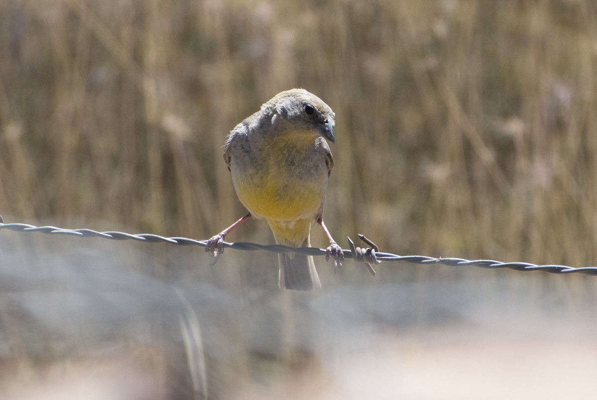 Bright-rumped Yellow-Finch - ML636064456