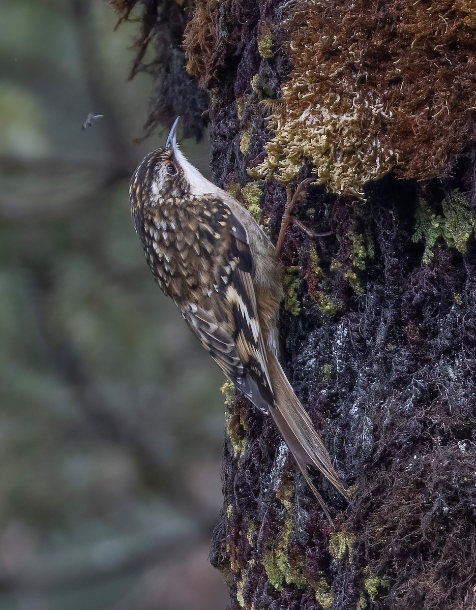 Sichuan Treecreeper - ML636064468