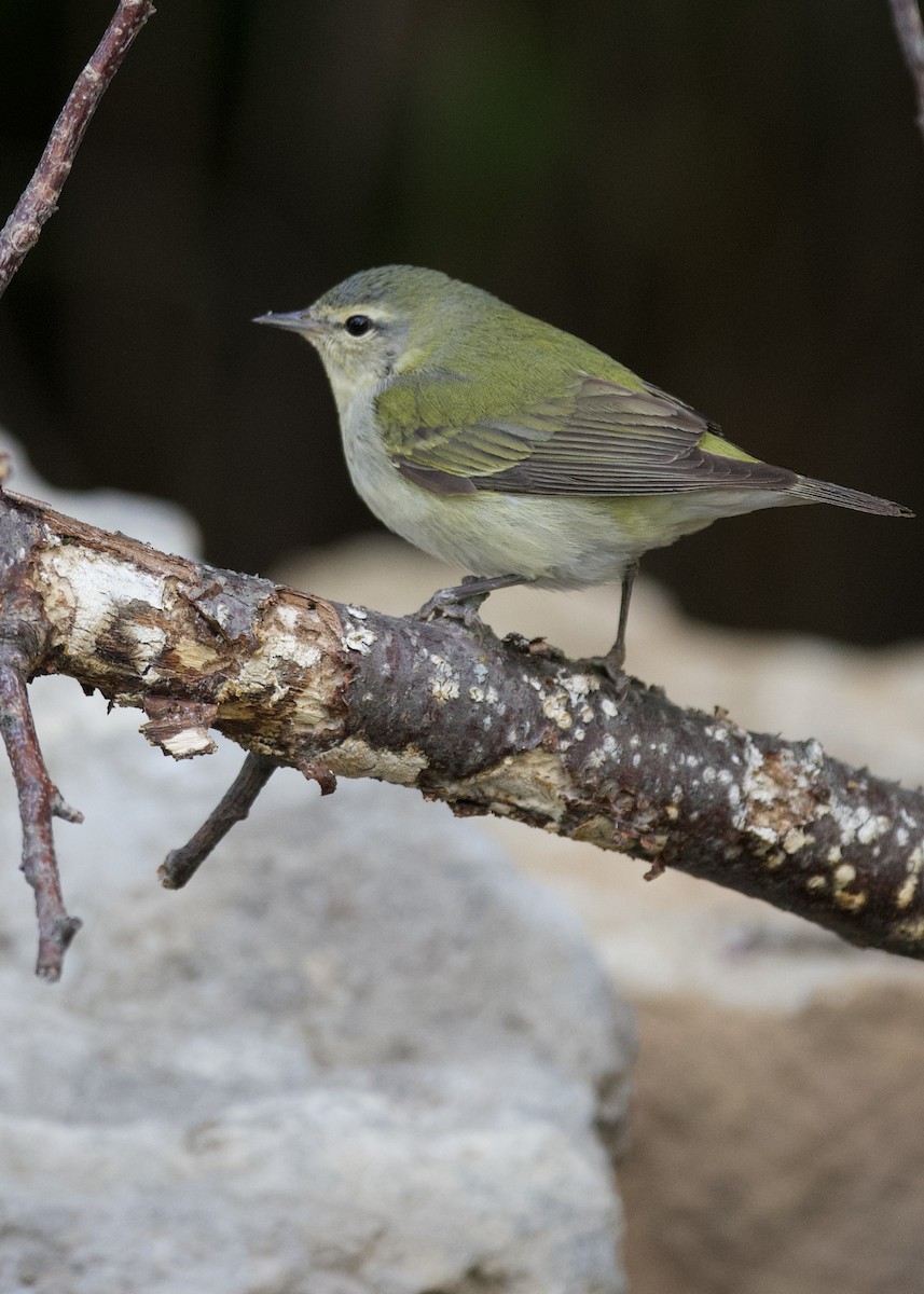 Tennessee Warbler - ML636064476