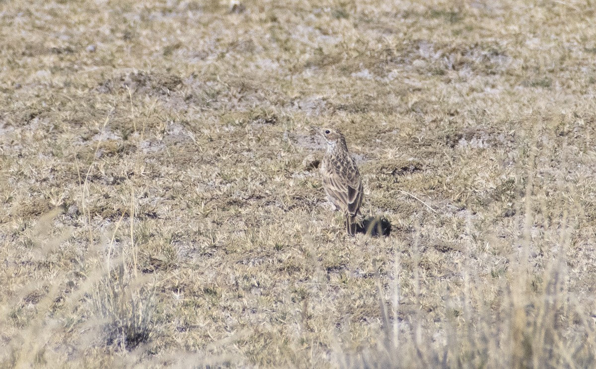 Pipit de la puna - ML636064506