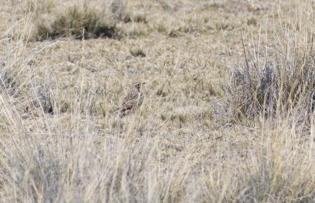Pipit de la puna - ML636064507