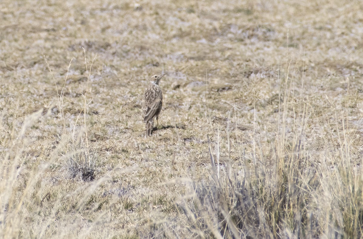 Pipit de la puna - ML636064509