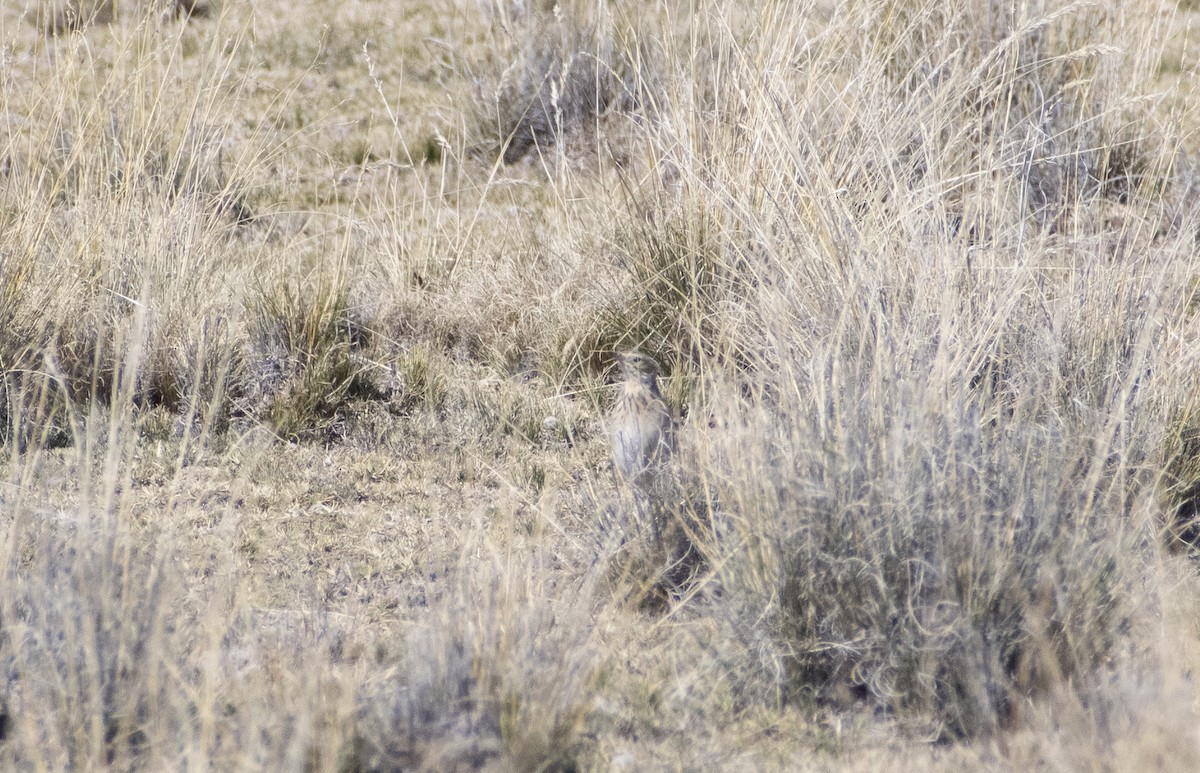 Pipit de la puna - ML636064510