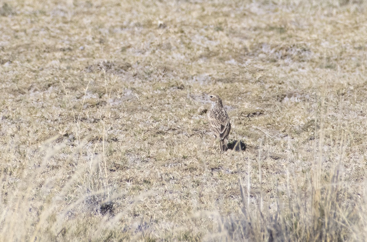 Pipit de la puna - ML636064511