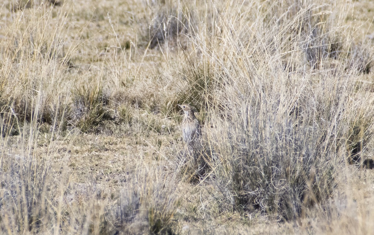 Pipit de la puna - ML636064512