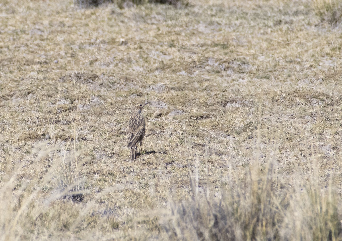 Pipit de la puna - ML636064513