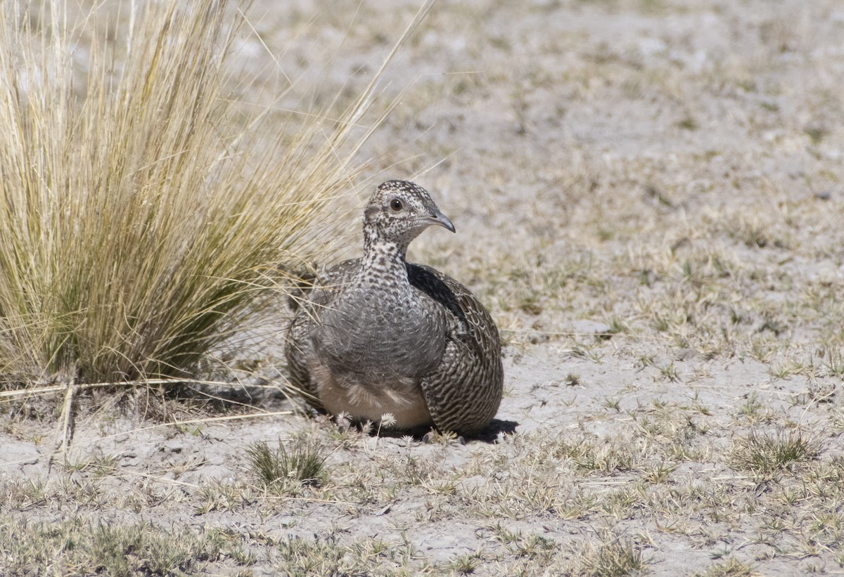 Tinamou orné - ML636064531