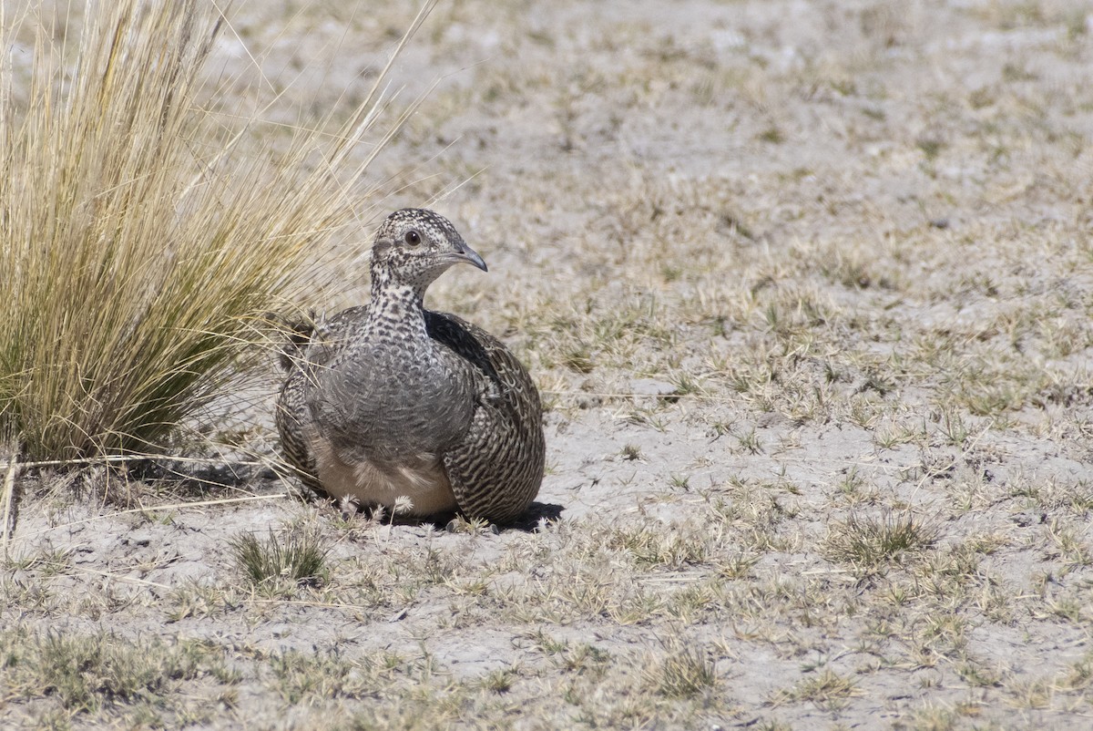 Tinamou orné - ML636064532
