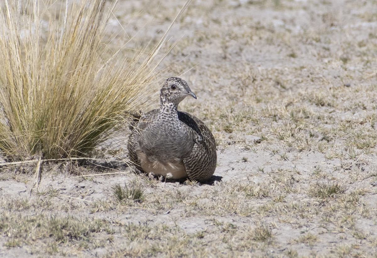 Tinamou orné - ML636064533