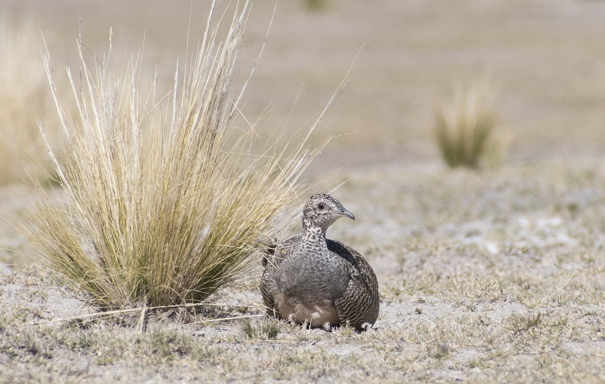 Tinamou orné - ML636064534
