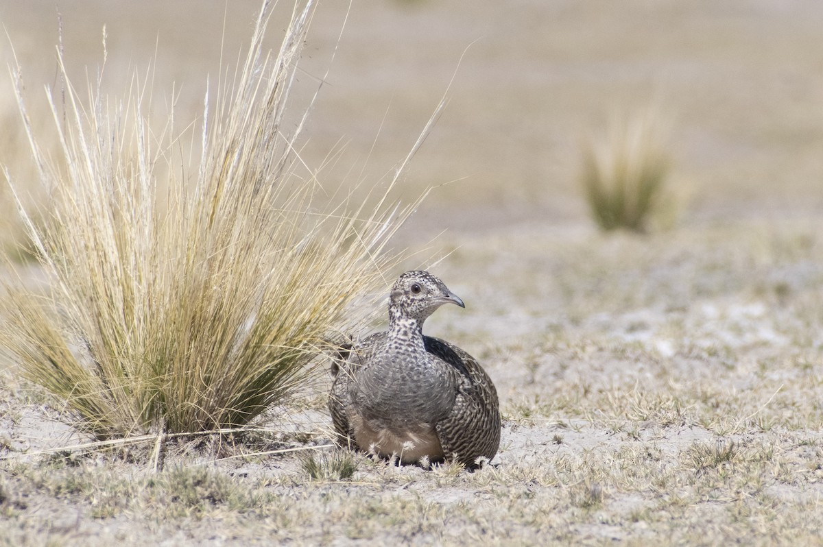Tinamou orné - ML636064535