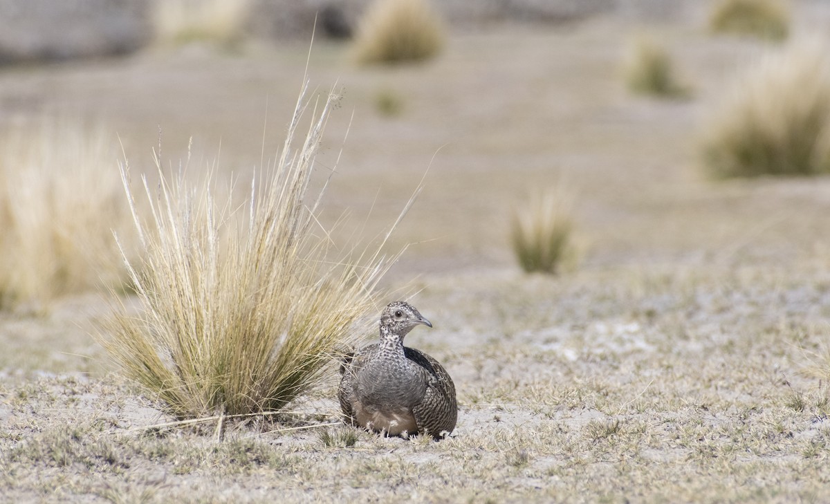Tinamou orné - ML636064536