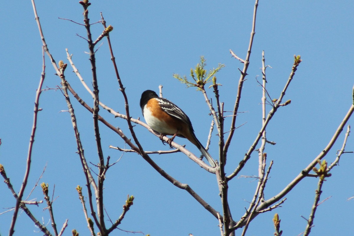 Spotted Towhee - ML636064588