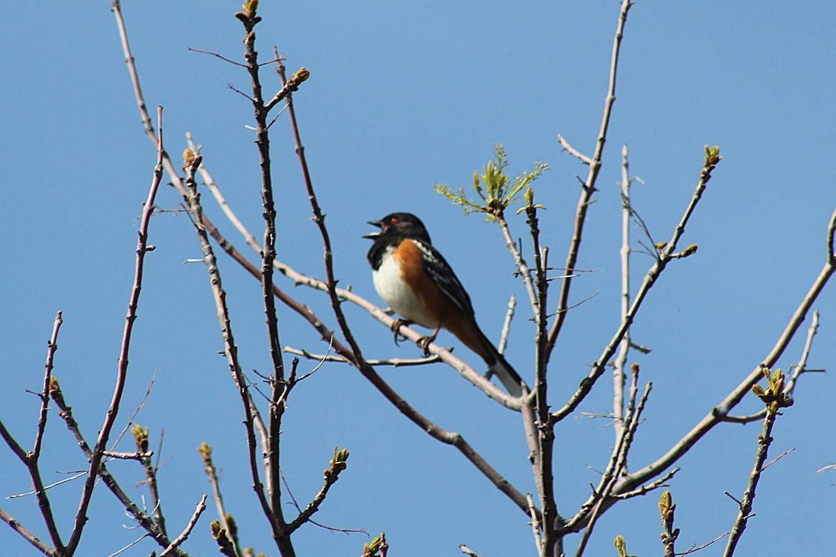 Spotted Towhee - ML636064590