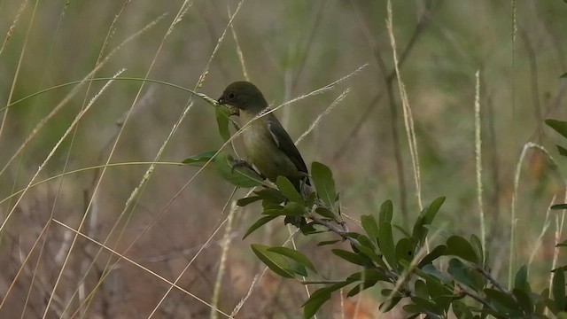 Painted Bunting - ML636064644