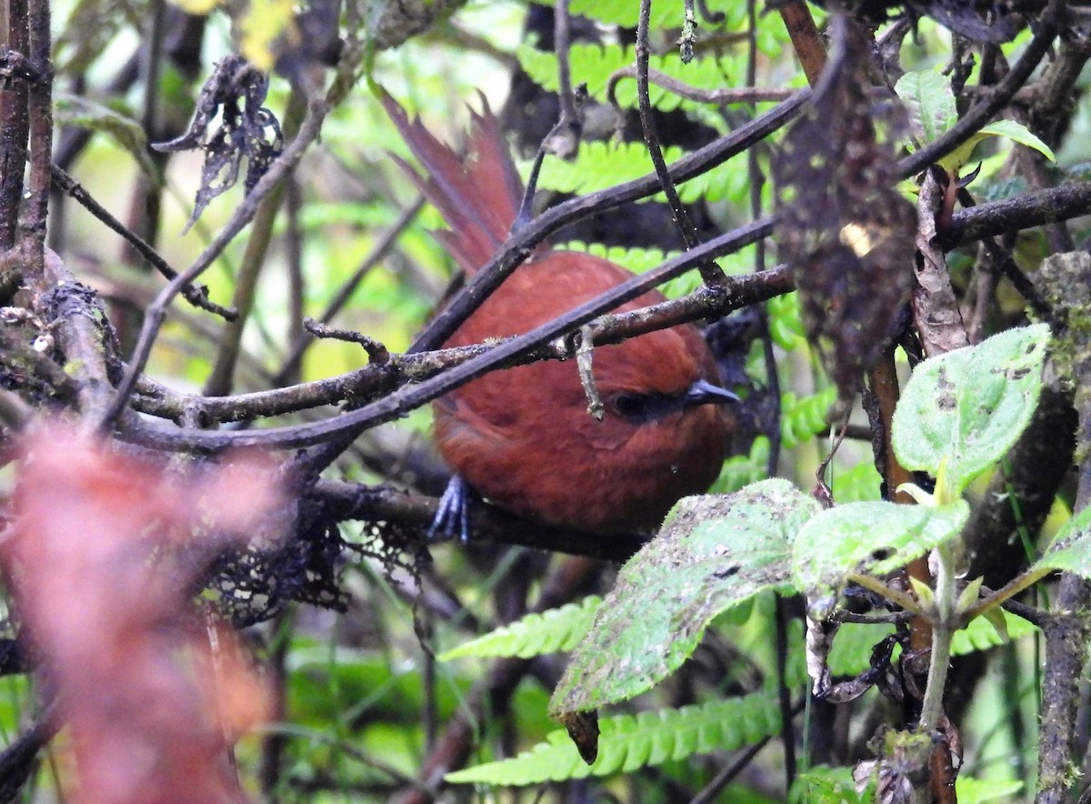 Rufous Spinetail - ML636064782