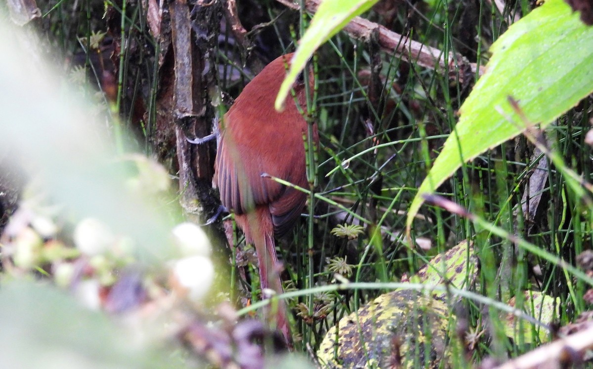Rufous Spinetail - ML636064784