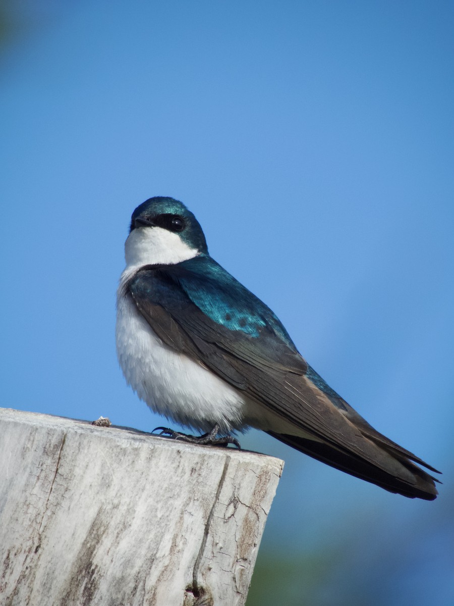 Tree Swallow - ML636064828