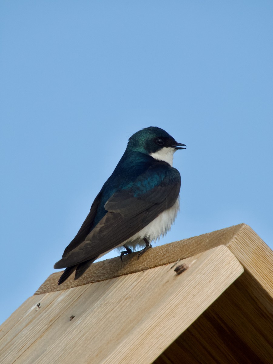 Tree Swallow - ML636064829