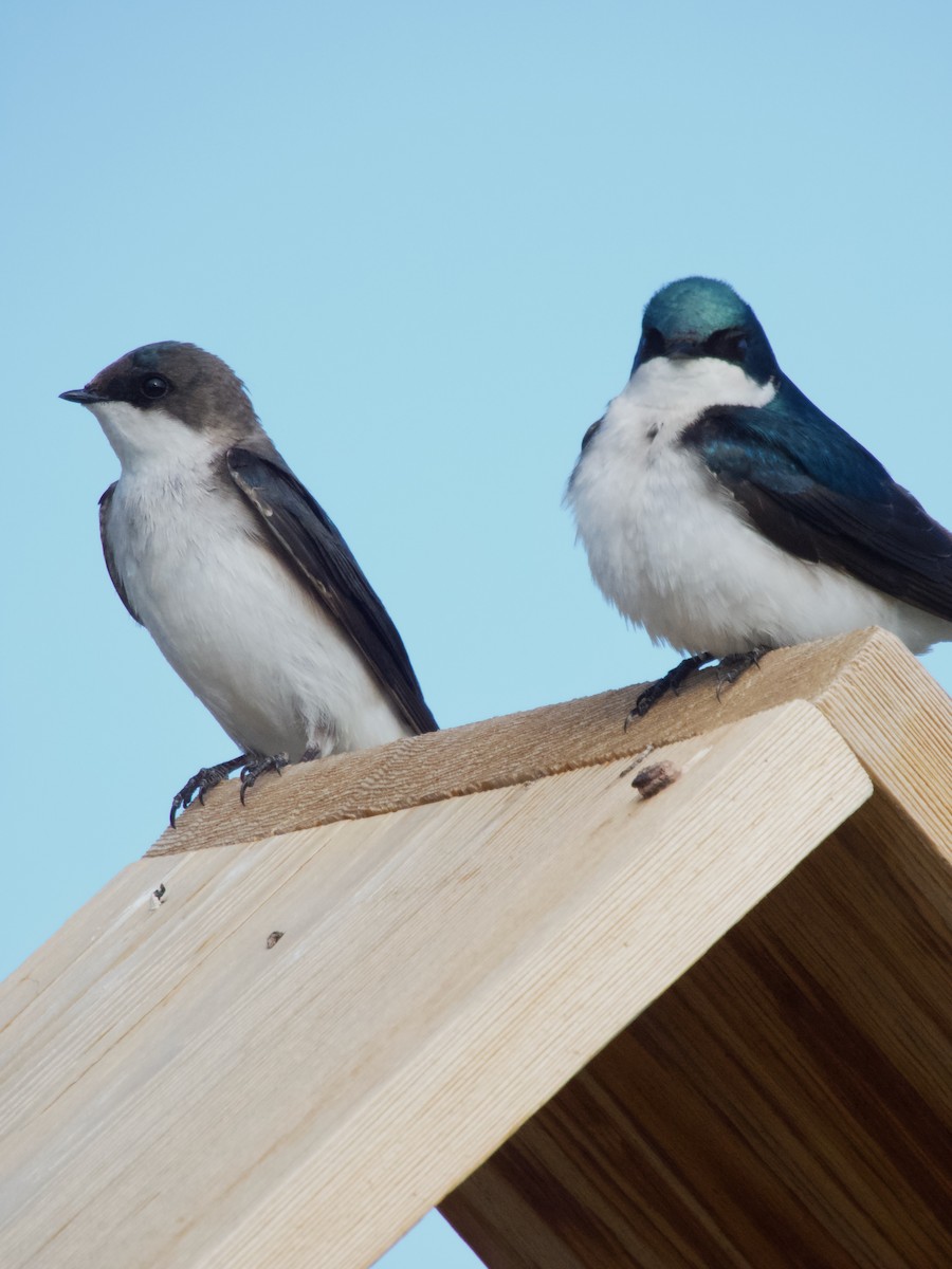 Tree Swallow - ML636064830