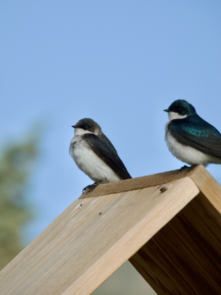 Tree Swallow - ML636064831