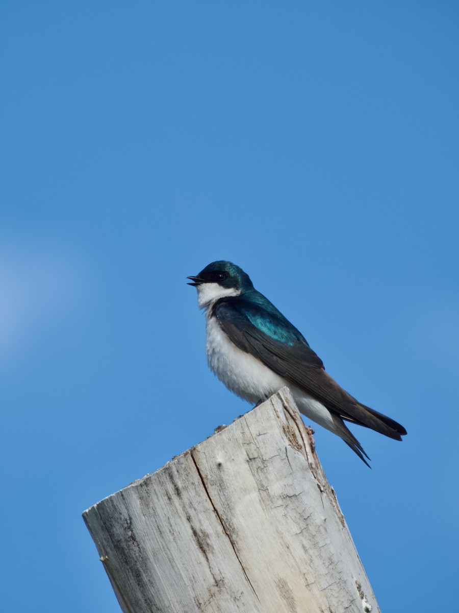 Tree Swallow - ML636064832
