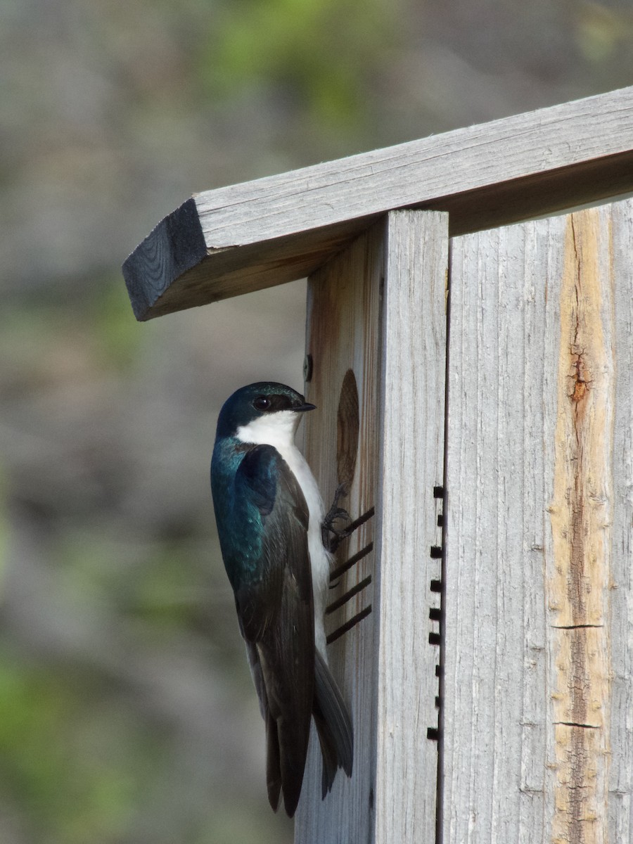 Tree Swallow - ML636064833