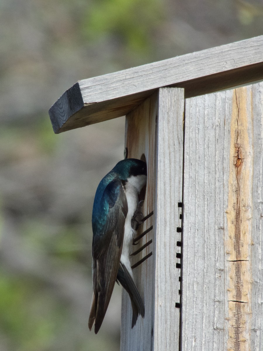 Tree Swallow - ML636064834