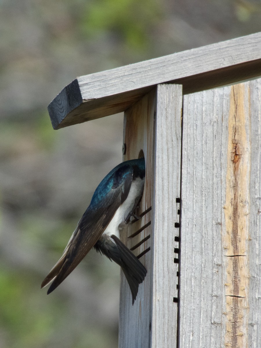 Tree Swallow - ML636064835