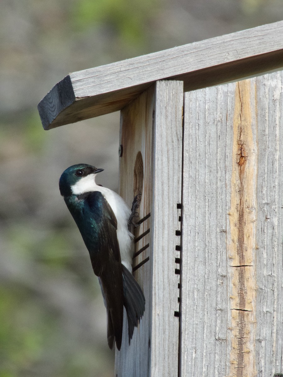 Tree Swallow - ML636064836